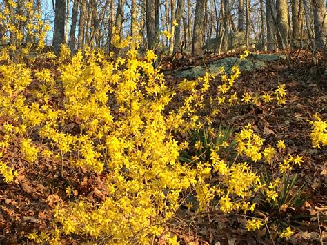 The First Blooms of Spring: How and When to Prune Forsythia Bushes | Forsythia bush, Forsythia ...