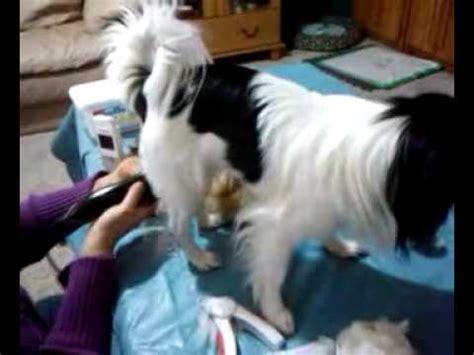 Japanese chin grooming - YouTube