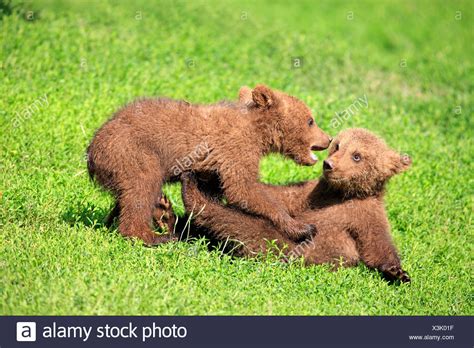 European Brown Bear Cubs High Resolution Stock Photography and Images ...