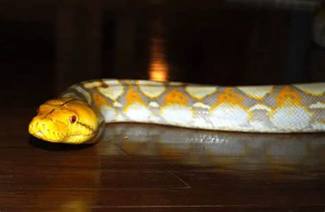 Reticulated Python - Description, Habitat, Image, Diet, Interesting Facts