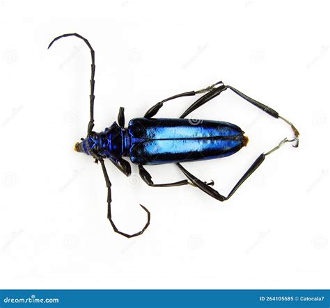 Blue Iridescent Beetle Isolated on White, Mecosaspis Subvestita Macro Close Up, Collection ...