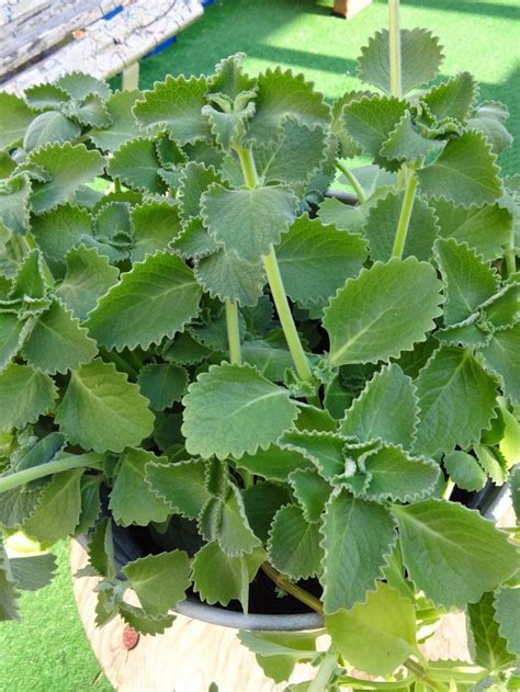 Plectranthus amboinicus, Coleus aromaticus - Cuban oregano | Oregano plant, Ayurvedic plants ...