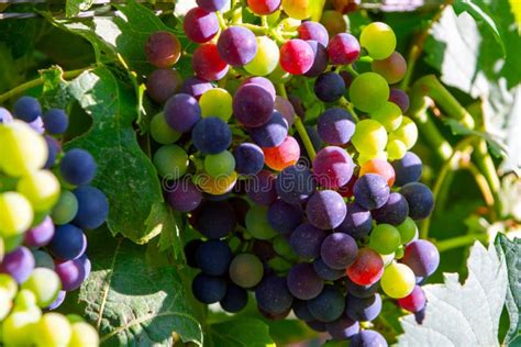 Grape Plant on Vineyard, Growing Red Wine Grapes in Italy Stock Photo ...