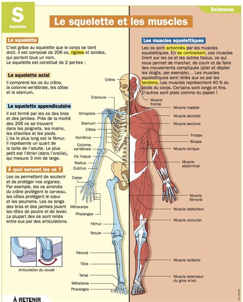 Anatomie Corps Humain