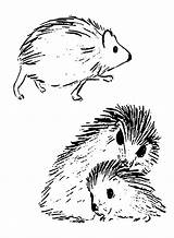 20  Porcupine Coloring Pages Free Printable PDF & Online sketch template