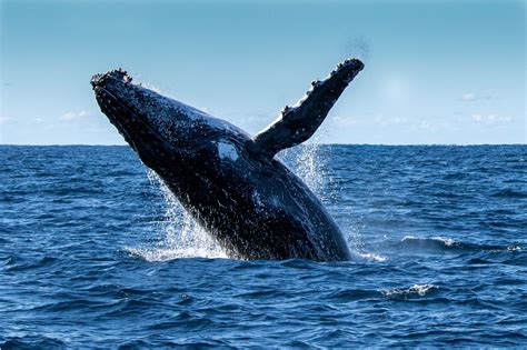 Whale Watching: Die 10 besten Spots & Tipps für dein großes Abenteuer