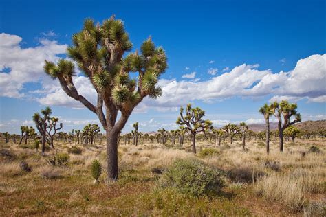 Greg Clure Photography | California's Deserts, Valleys & Forests | Desert Forest, Joshua Tree ...