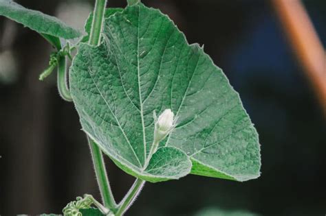 Pumpkin Leaves -- Much More Than Just Foliage