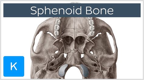 Sphenoid Bone - Definition, Location & Function - Human Anatomy | Kenhub - YouTube