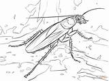 Cockroach Coloring Page  Team sketch template