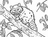 Free raccoon coloring Page To Download And print Get It At Https  sketch template