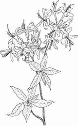 Azalea Rhododendron Wildflower coloring Page  Free Printable Coloring sketch template
