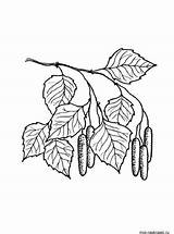 Birch Tree coloring Pages sketch template