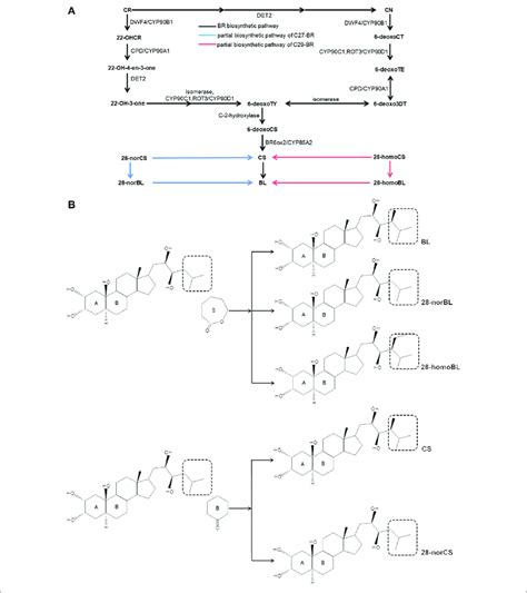 | BR biosynthetic pathway. (A) BR biosynthetic pathway. (B) Structure... | Download Scientific ...