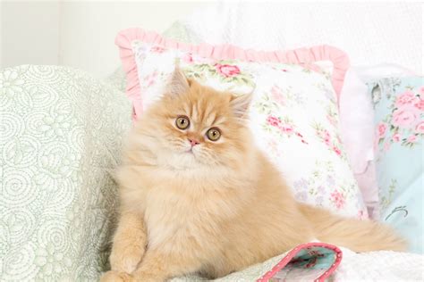 Red Persian Cats | Red Persian Kittens | Orange Cats |Persian Kittens For Sale in a Rainbow of ...