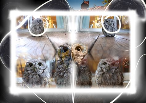 Owlie Returns | Owlie flew into the glass door and plummeted… | Flickr