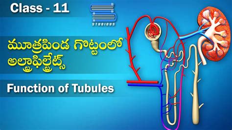 మూత్రపిండ గొట్టంలో అల్ట్రాఫిల్ట్రేట్స్ - Function of Tubules | Nephron Function | Biology Telugu ...
