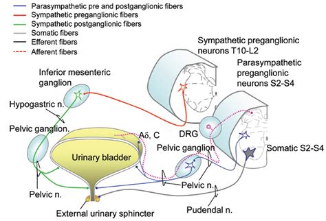 Bladder Dome Anatomy