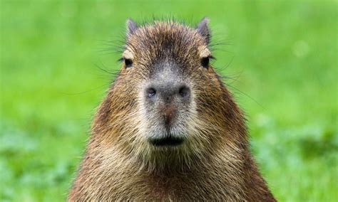 Capybara Poop: Everything You've Ever Wanted to Know - A-Z Animals