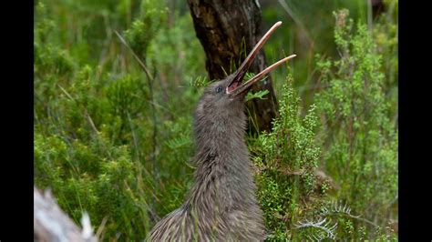 Amazing footage of a wild kiwi call in daylight - never before filmed - YouTube