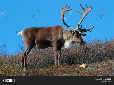 Caribou Antlers On Image & Photo (Free Trial) | Bigstock