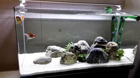 Fancy Goldfish Tank Setup