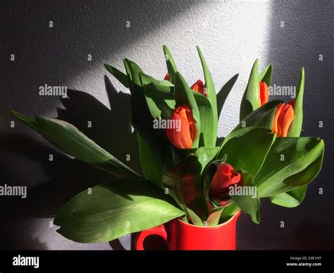 A bunch of red tulips in a red jug in front of a silver wall. Dramatic ...