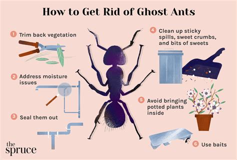 How to Get Rid of Ghost Ants