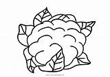 Cauliflower Coloring Page  Home sketch template