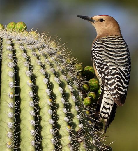 Gila Woodpecker-42319-