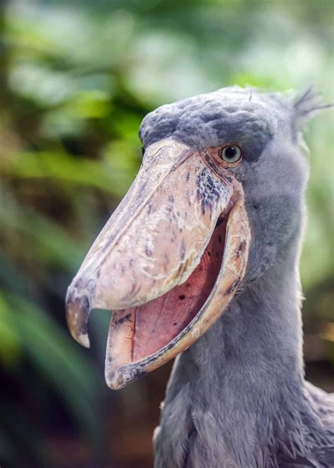 17 of the Weirdest Birds in the World