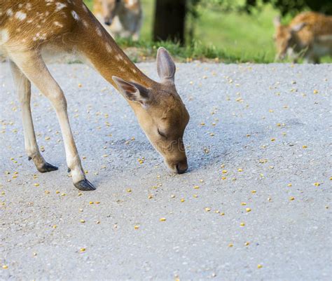 Deer eating corn stock photo. Image of animal, horns - 57816686