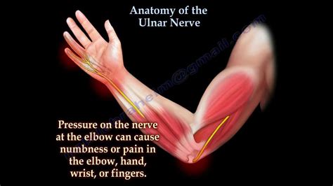 Anatomy Of The Ulnar Nerve - Everything You Need To Know - Dr. Nabil Ebraheim - YouTube