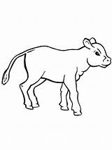 Coloring Pages Calf Cow Farm Baby Animal Clipart Cute Drawings Template  sketch template