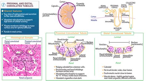 Anatomy & Physiology: Proximal and Distal Convoluted Tubules | ditki medical & biological sciences