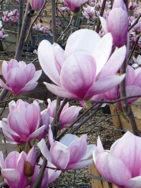 Magnolia soulangeana - Boething Treeland Farms