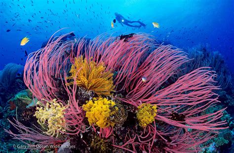 Gary Bell: Underwater Landscape Photography