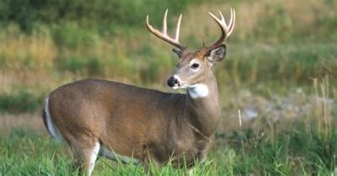 Wildlife officials hope to keep deadly disease out of Tennessee