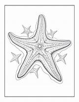 Starfish In sea Coloring Pages  Premium AI Generated Image sketch template