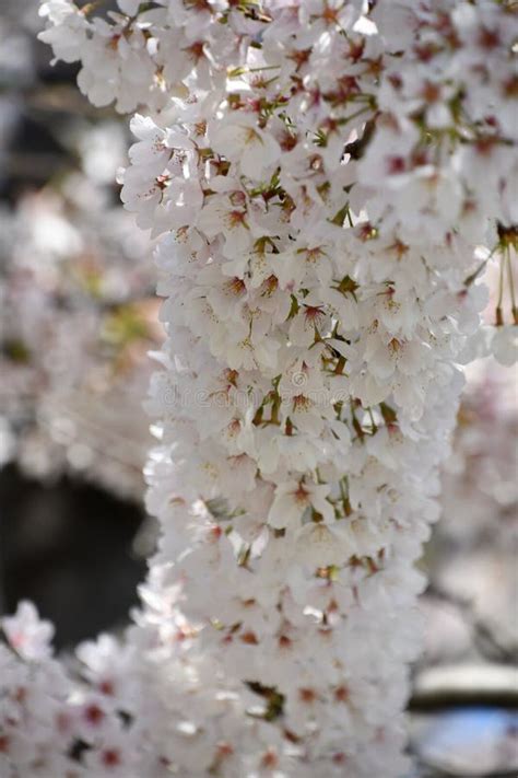 Cherry Blossom Trees stock image. Image of garden, close - 249202841