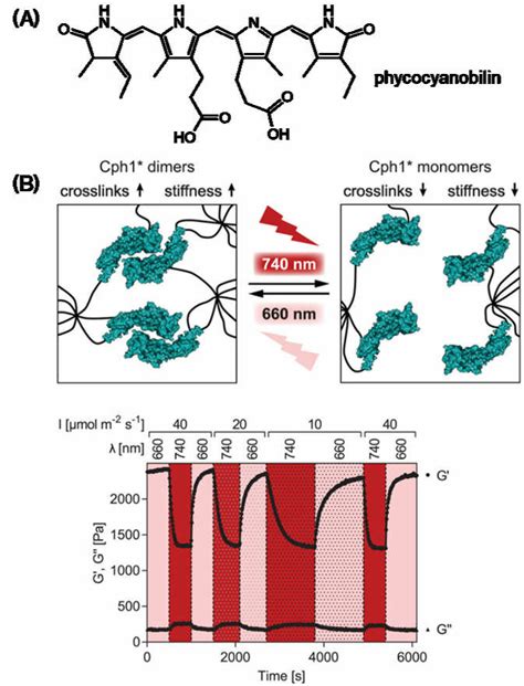 (A) Structure of phycocyanobilin. (B) Cyanobacterial phytochrome ...