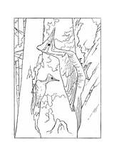 Woodpeckers coloring Pages  Free Coloring sketch template