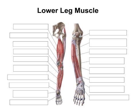 Lower Leg Muscle Diagram Blank Leg Muscles Diagram, Muscle Diagram, Lower Leg Muscles, Muscle ...