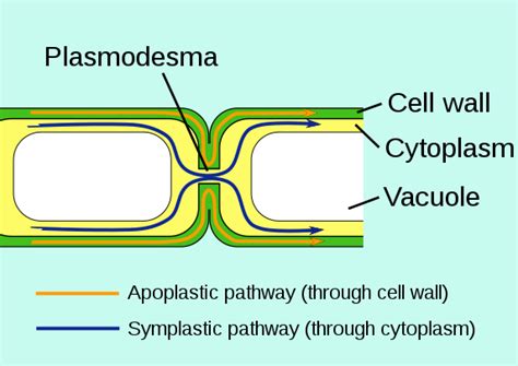 Middle Lamella Function: What, Structure FAQs – Lambda Geeks