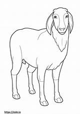 Boer Goat coloring Pages  Free Printable sketch template