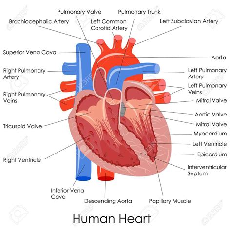 Heart With Labelled Diagram