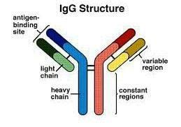 Immunoglobulin G (IgG)- Structure, Subclasses and Functions