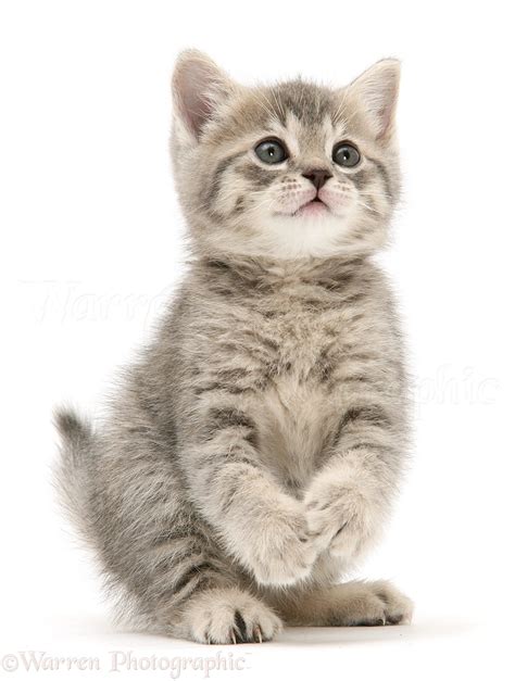 Grey tabby British Shorthair kitten photo WP44571