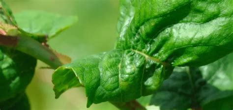 A Closer Look at Why Cherry Tree Leaves Curl - PlantCarer