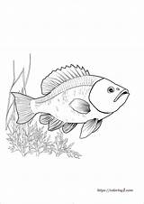 Coloriage De Poissons  39 Feuilles Gratuites Et Imprimables sketch template